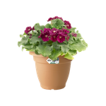 green basics campana 35cm mild terra